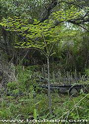 Moringa hildebrandtii